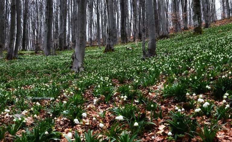 Fotografia săptămânii – Simfonia Albă a Primăverii.
